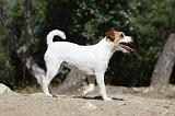 PARSON RUSSEL TERRIER 020